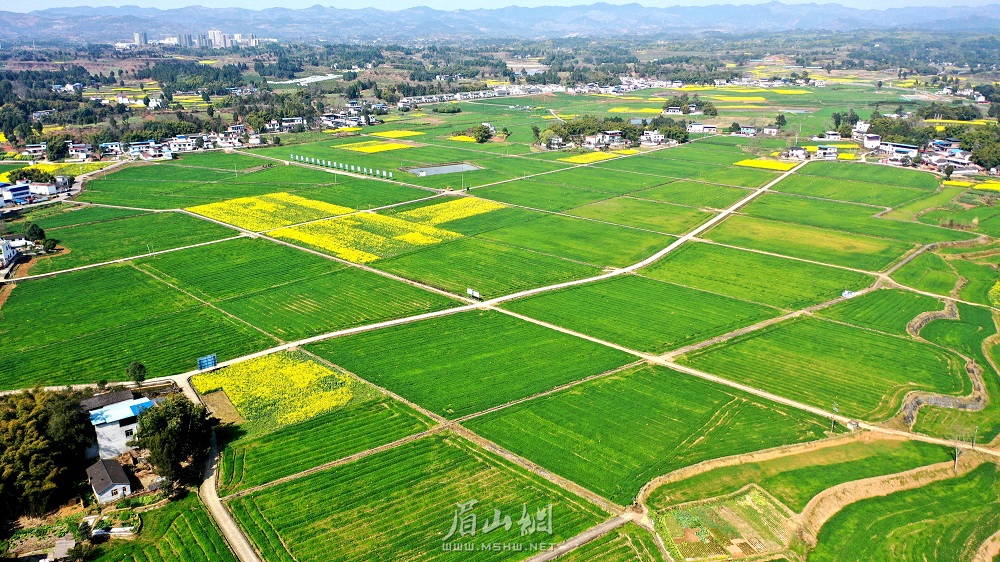 仁寿县珠嘉镇棚村村的粮食种植基地。.jpg