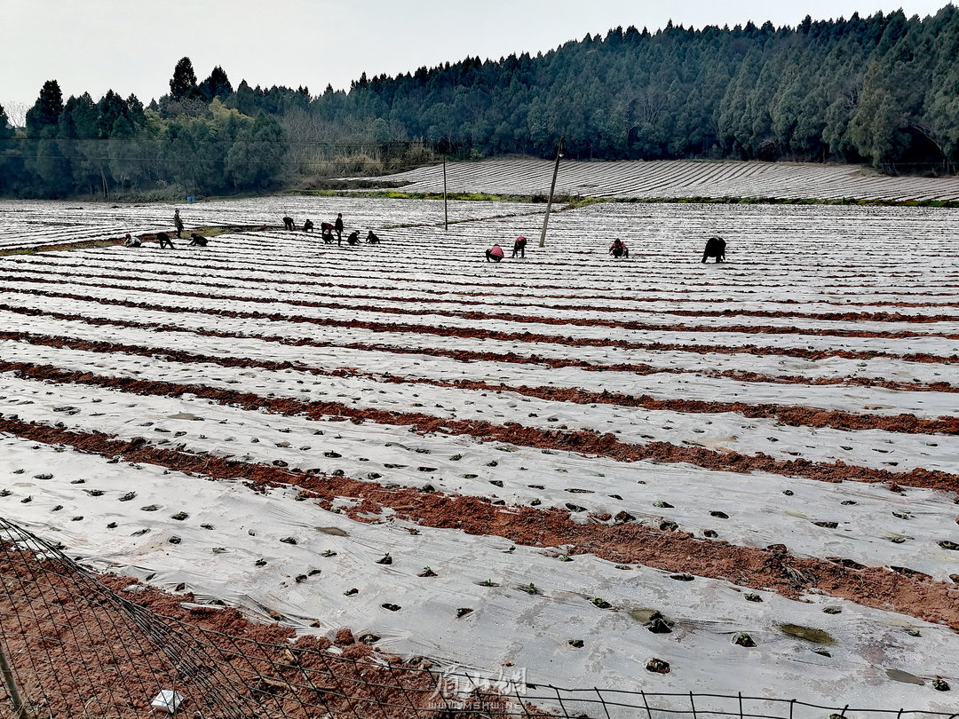 眉山天府新区：眉山天府新区贵平镇的田地里，随处可见忙碌的春耕场景.jpg