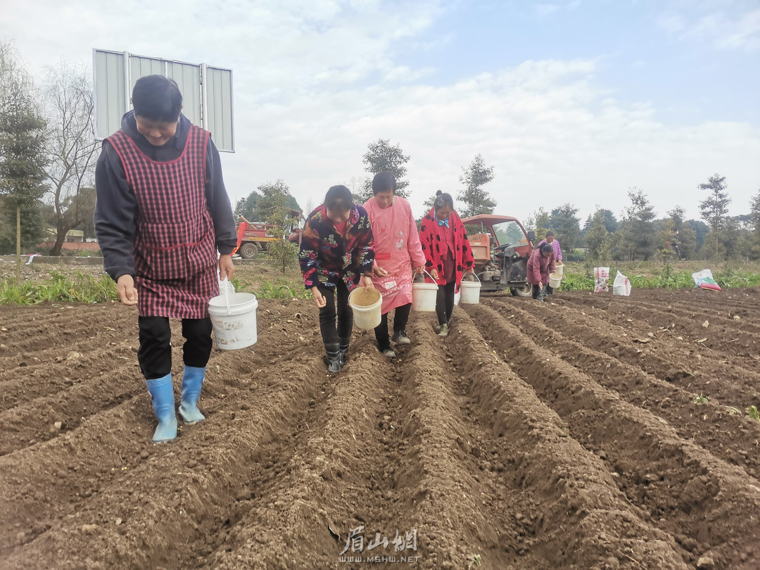 东坡区：在松江镇山坝村，村民正在开展大豆玉米带状复合种植。.jpg
