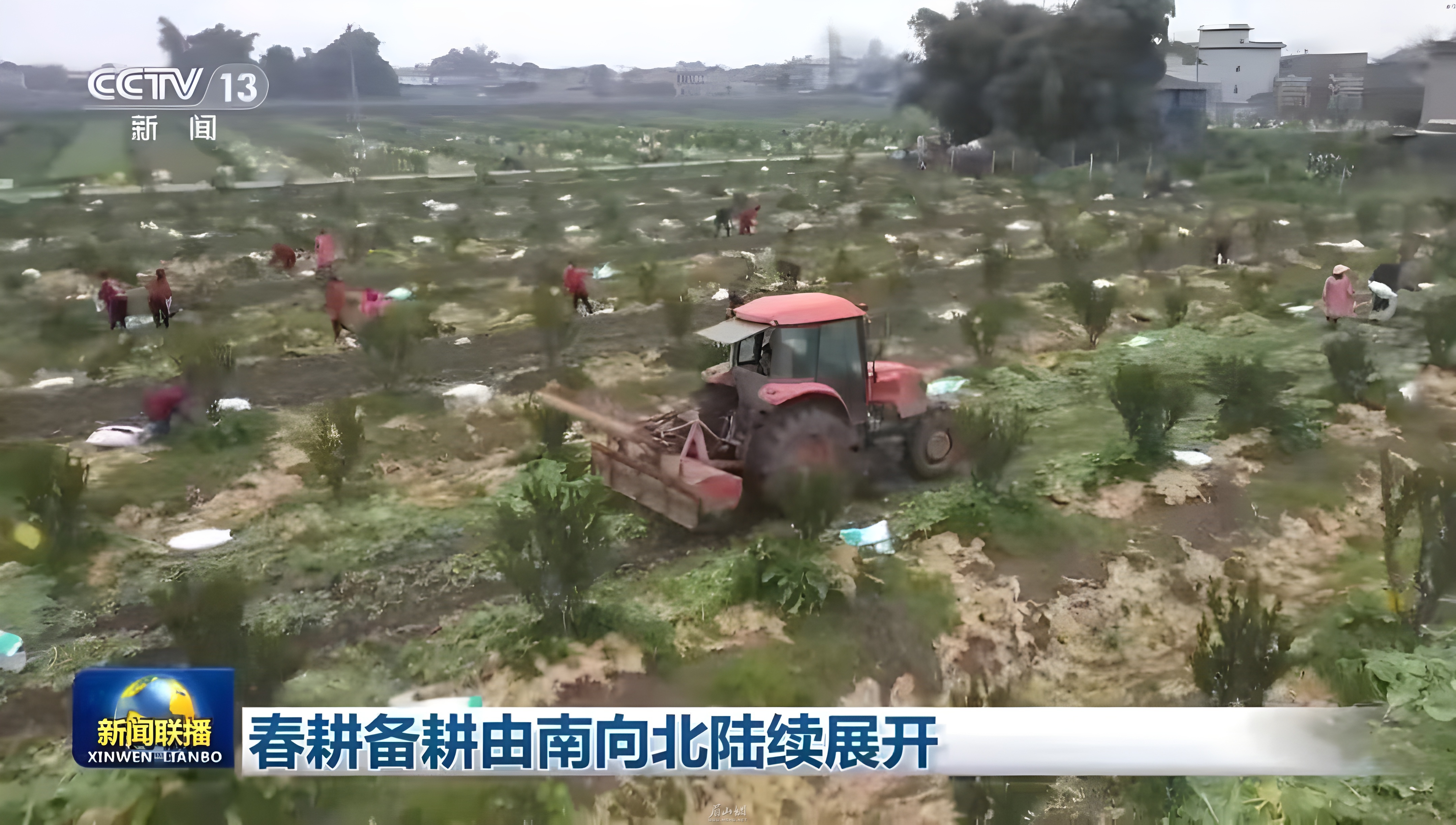 央视关注青神县林下种豆.jpg