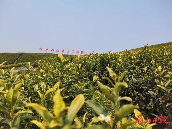  东坡区思蒙镇工农村黄金茶产业园。