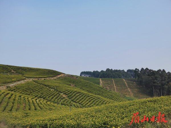 茶山延绵。
