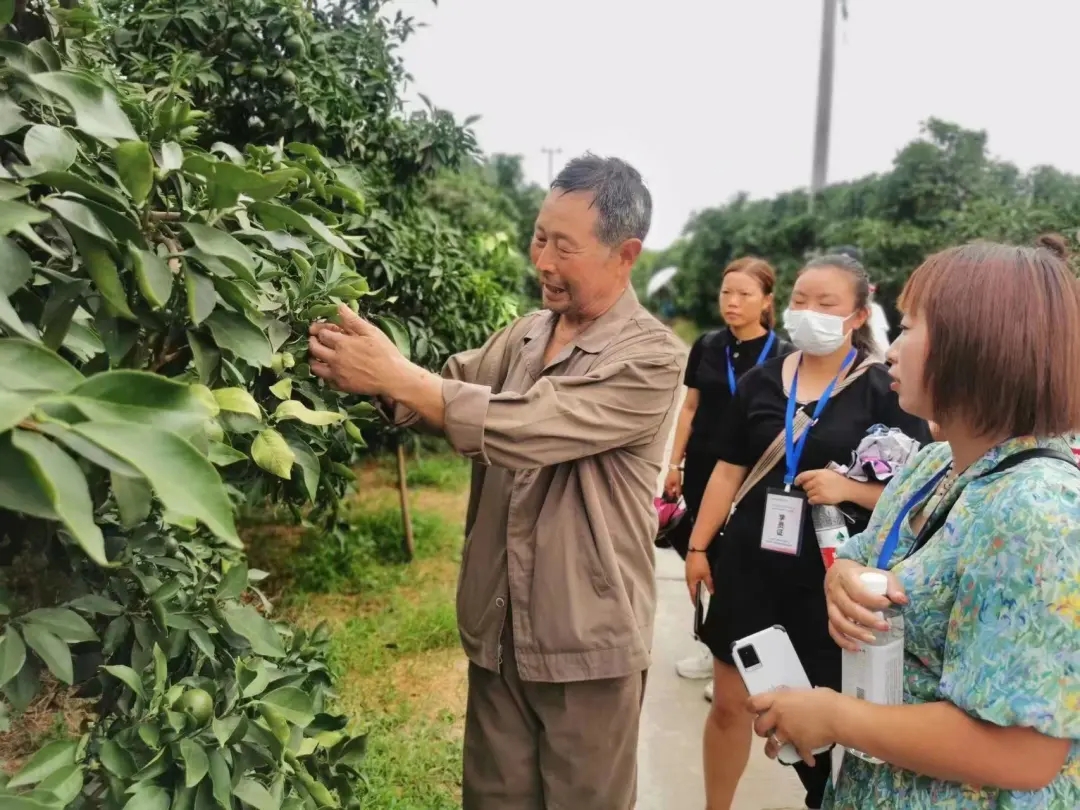 学习柑橘种植技术.jpg