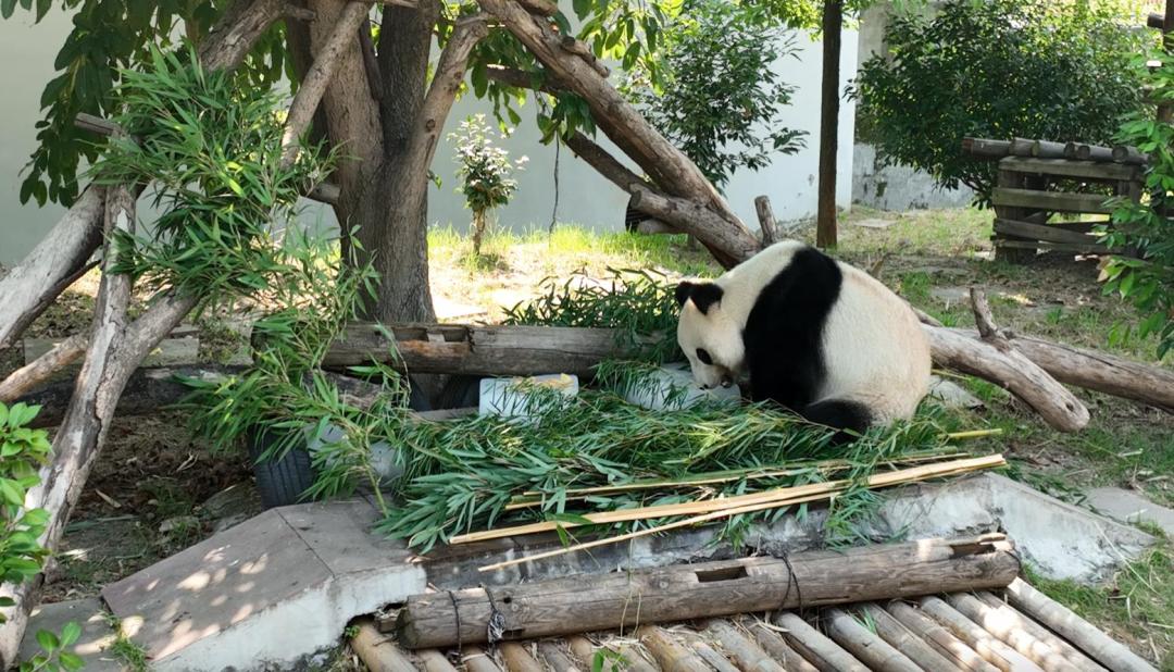 熊猫消暑.jpg