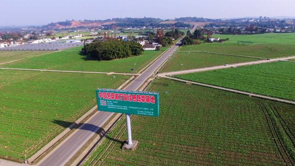 眉山“中国泡菜城”万亩绿色蔬菜基地。