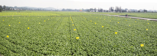 崇礼镇光华村泡菜原料基地。