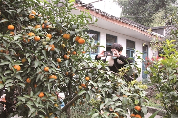 王金泉家的庭院，满树砂糖橘。