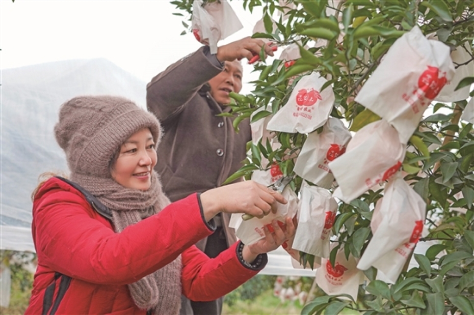 王学莲正在采摘柑橘。