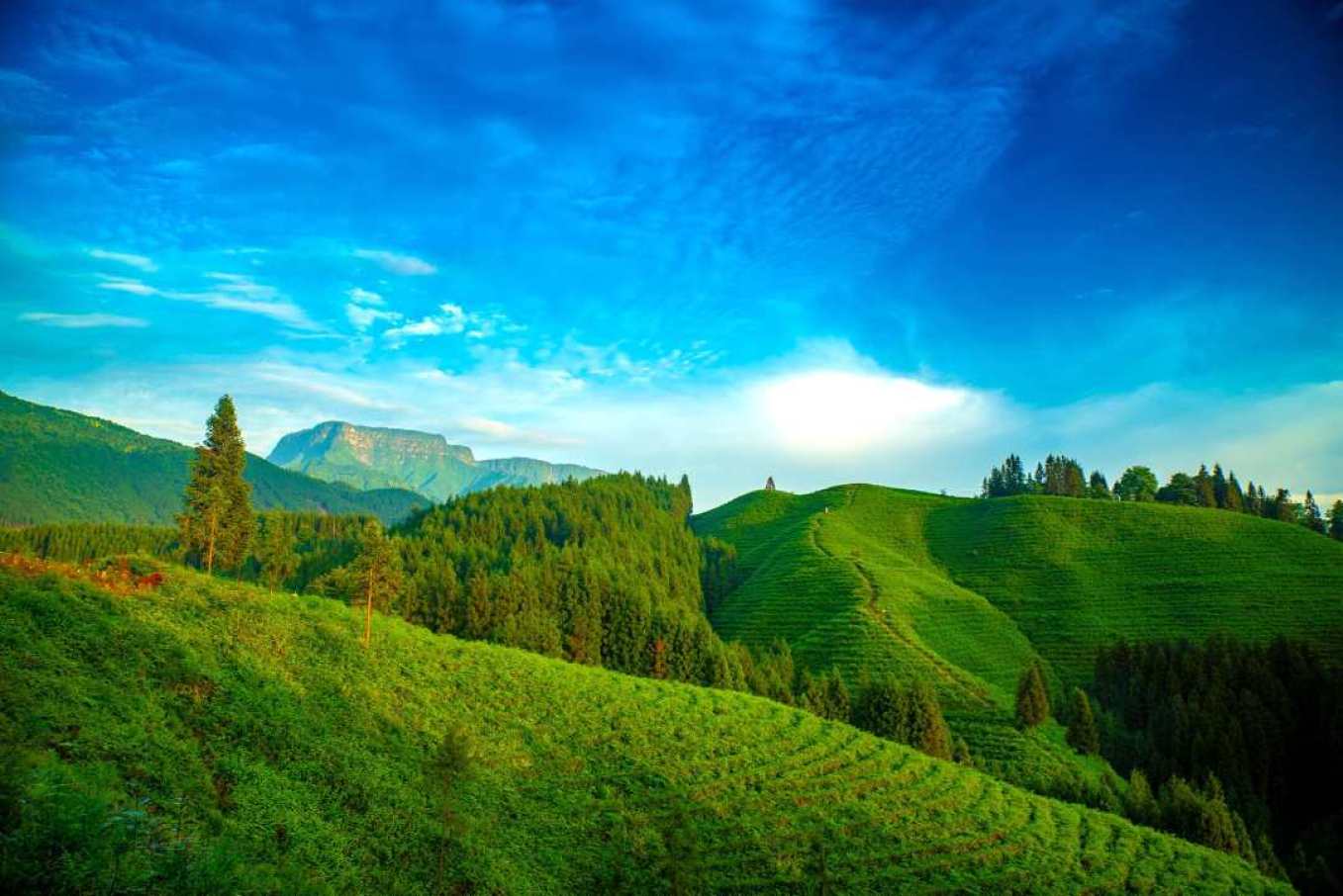 瓦屋山镇复兴村茶山 杨巍 摄