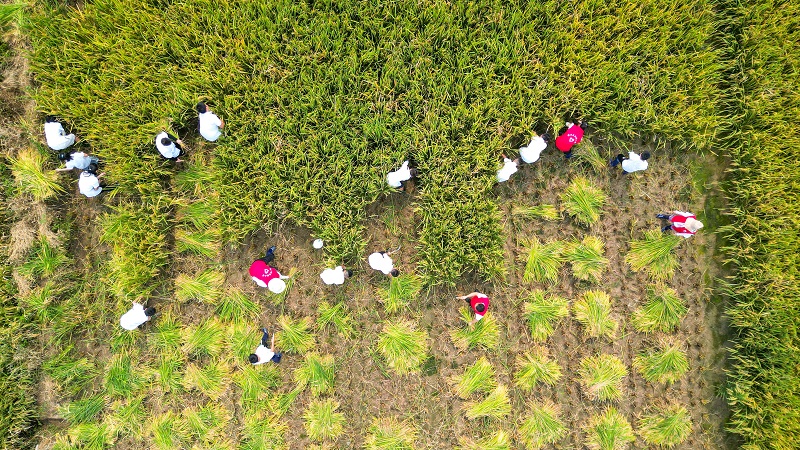 学生们认真在田间劳作。