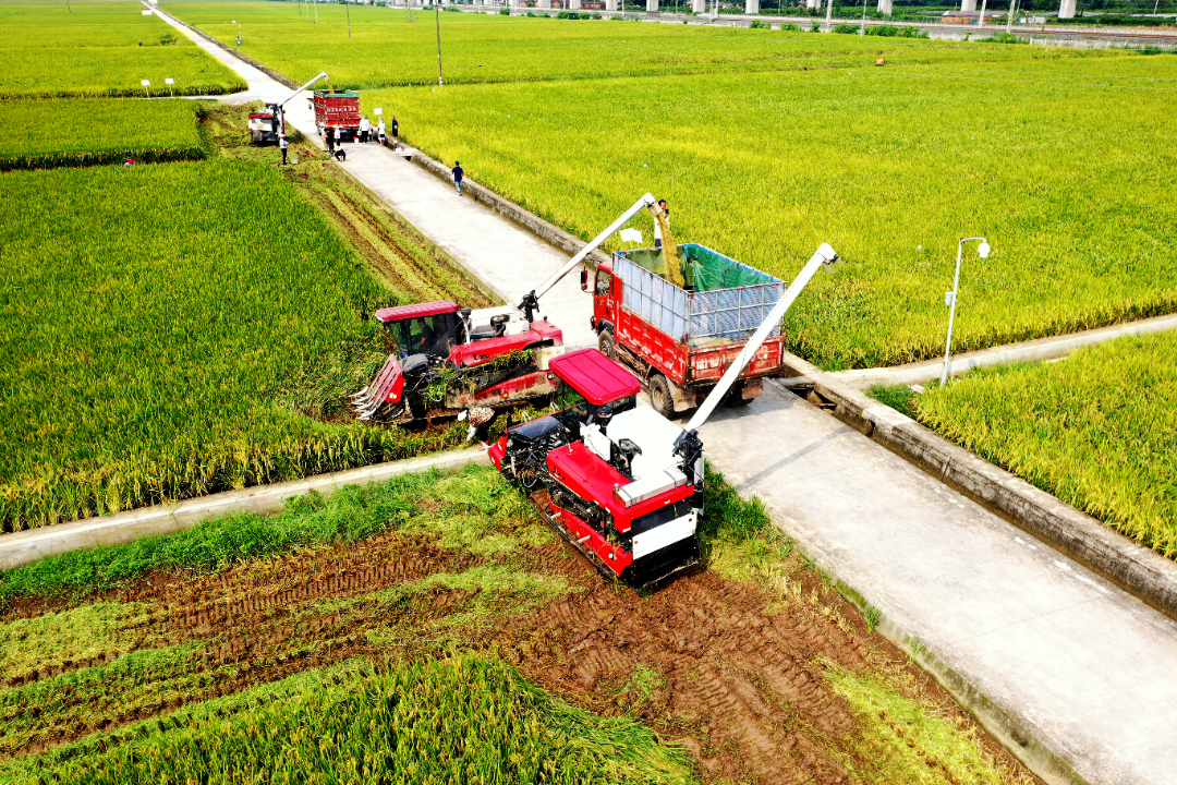 8月28日，永丰村水稻新品种新技术中试基地水稻开镰喜获丰收。