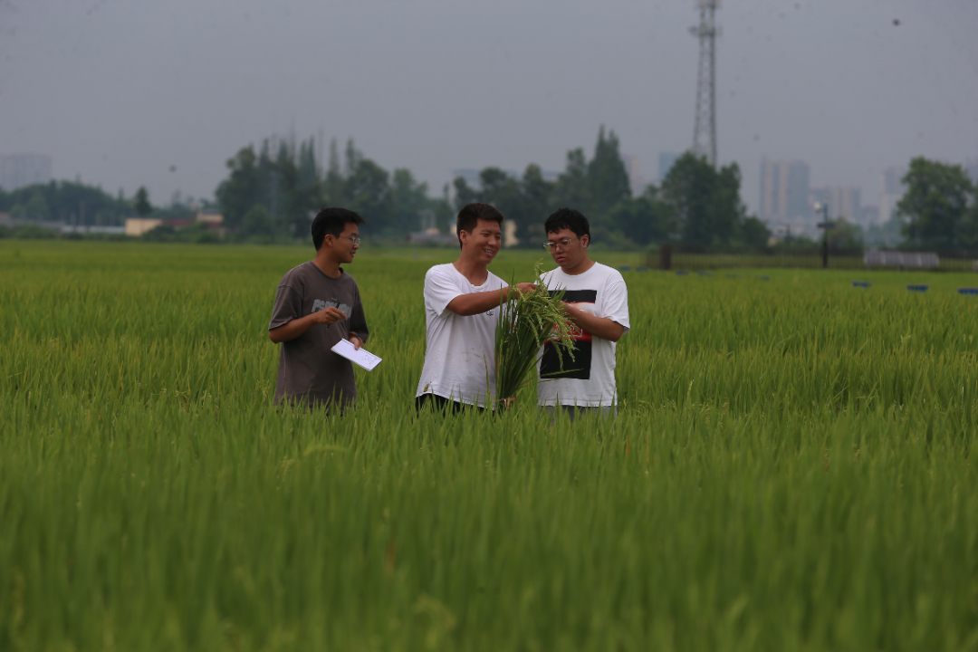 8月14日，"科技小院"的研究生杨永刚和同学们正在田里检查水稻情况。