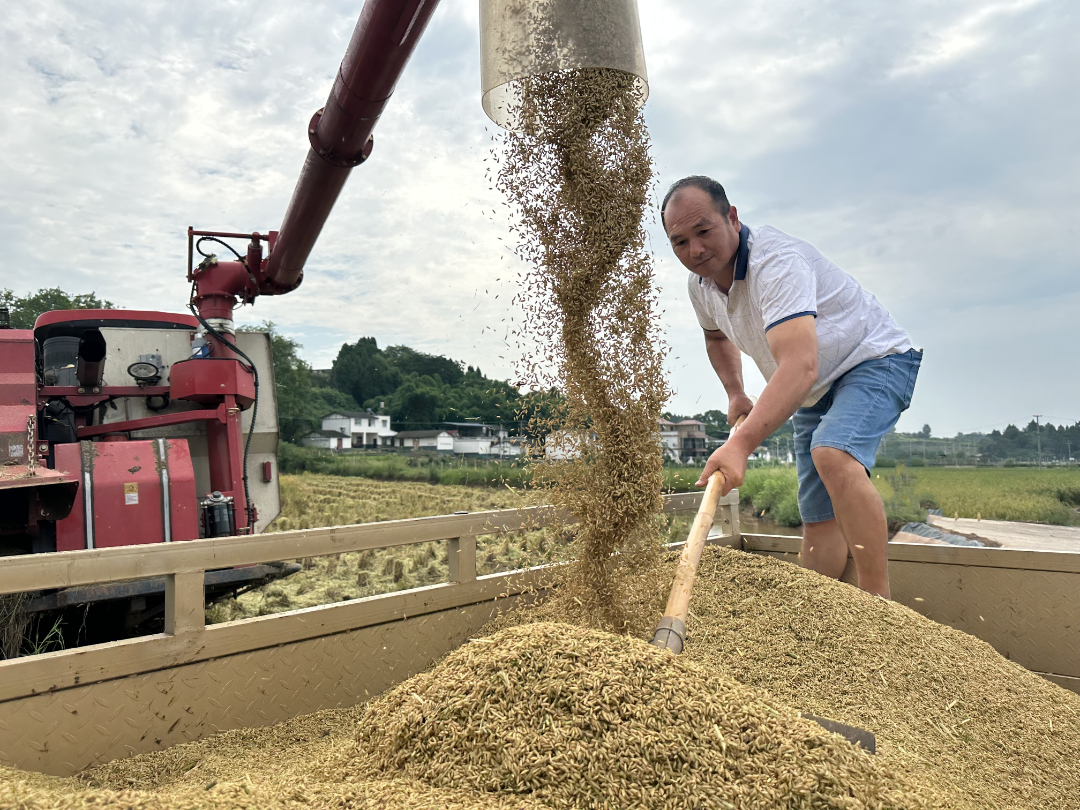 农机手操作收割机，将机收的稻谷倒进运粮车内。