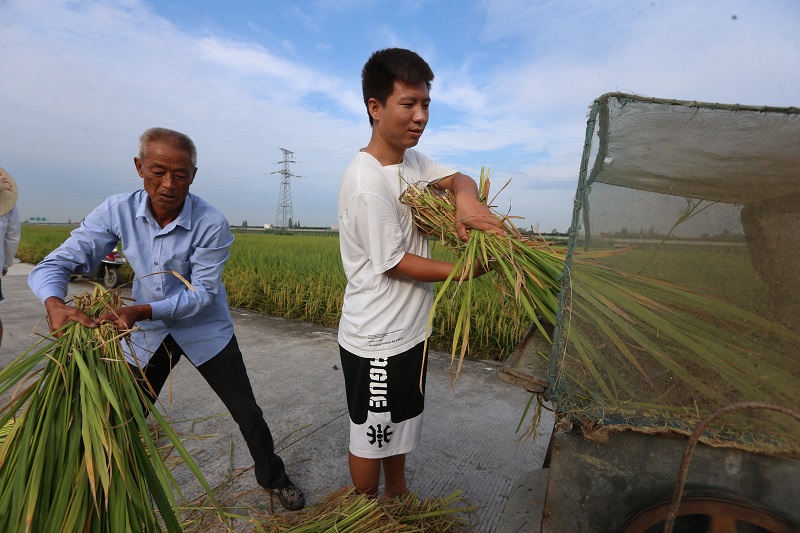 “科技小院”的研究生正在将测产水稻现场脱粒。