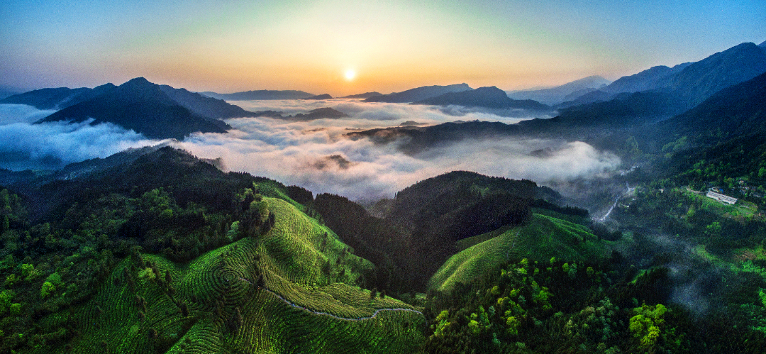 锦绣茶乡—瓦屋山复兴村茶山。  何卫 摄
