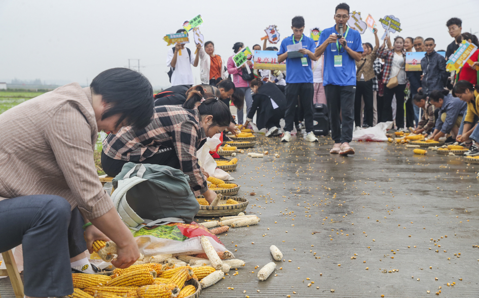  欢乐搓玉米活动现场，群众激烈角逐