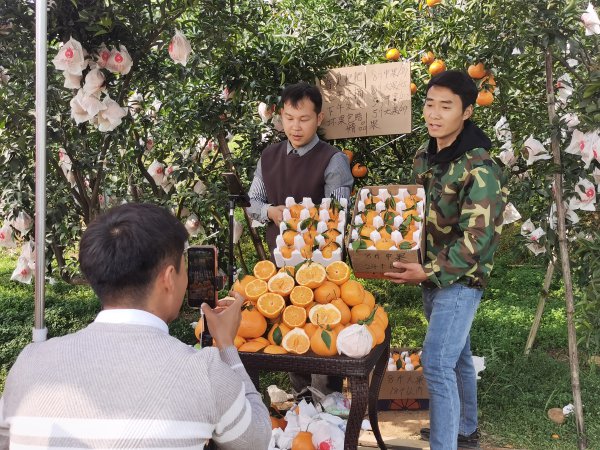  直播人员在田间直播。