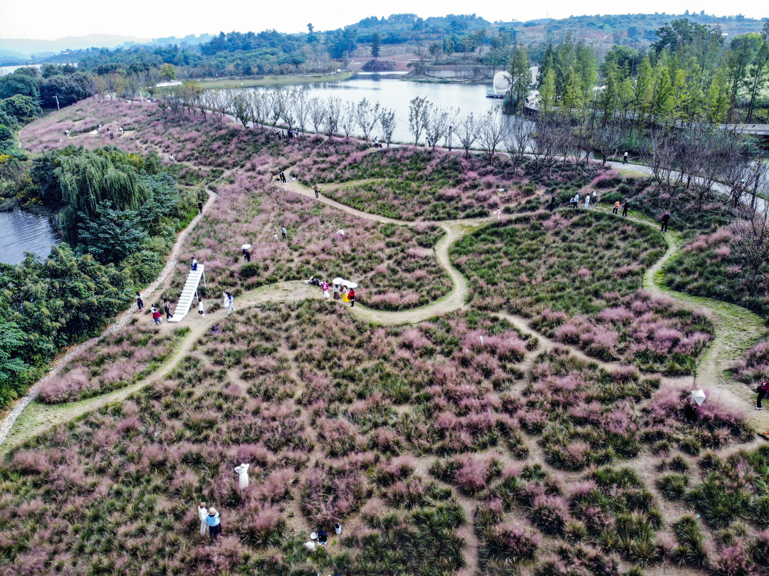 粉色的花海吸引众多游客前来打卡。 (1).jpg