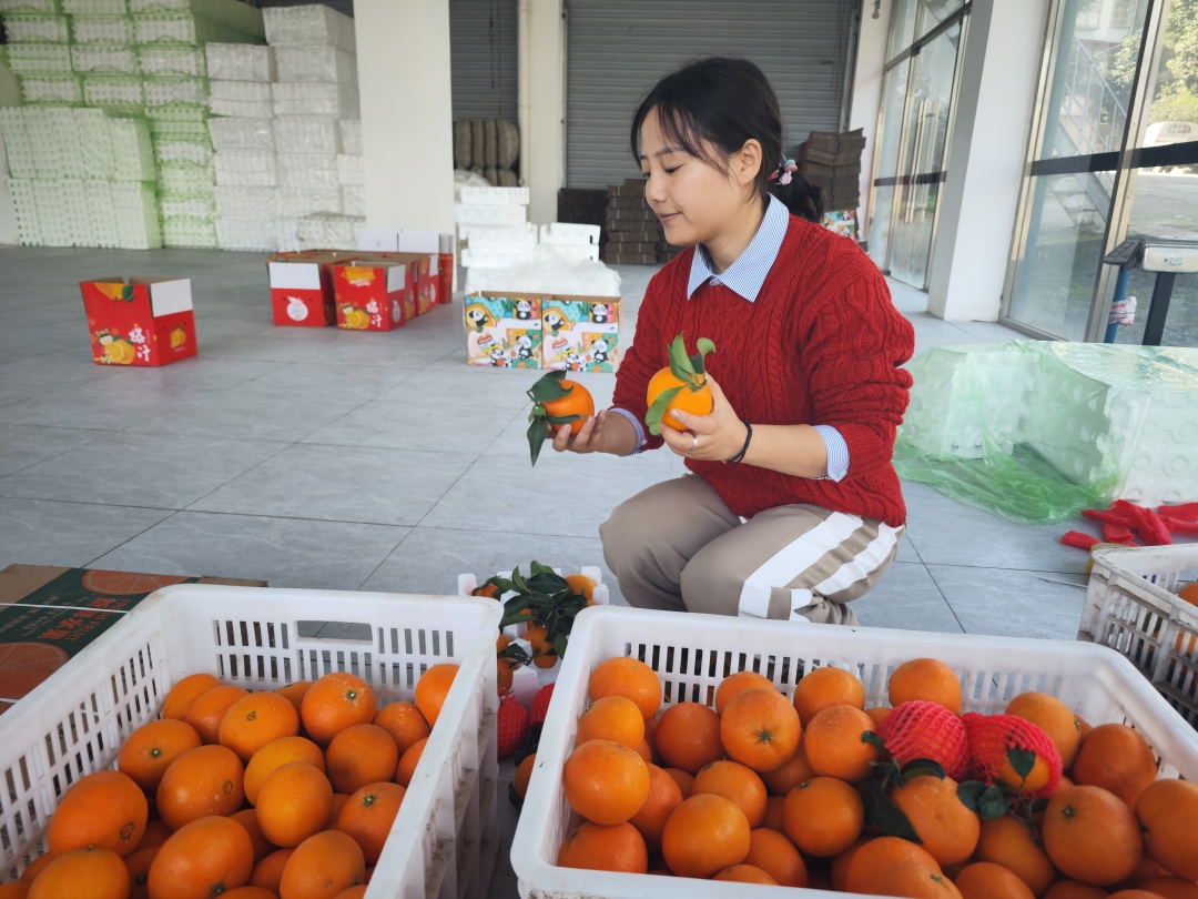 张富熔通过直播带货的方式，帮助果农销售爱媛橙。.jpg