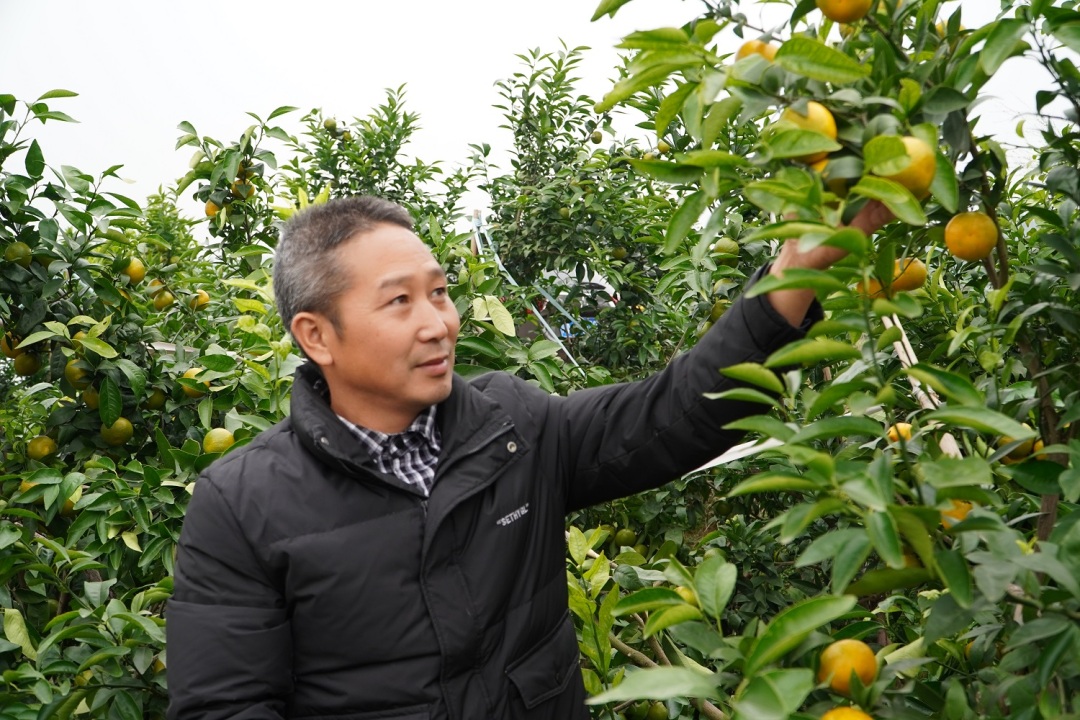 省级“农村致富带头人”夏光华在果园里查看柑橘长势。.JPG