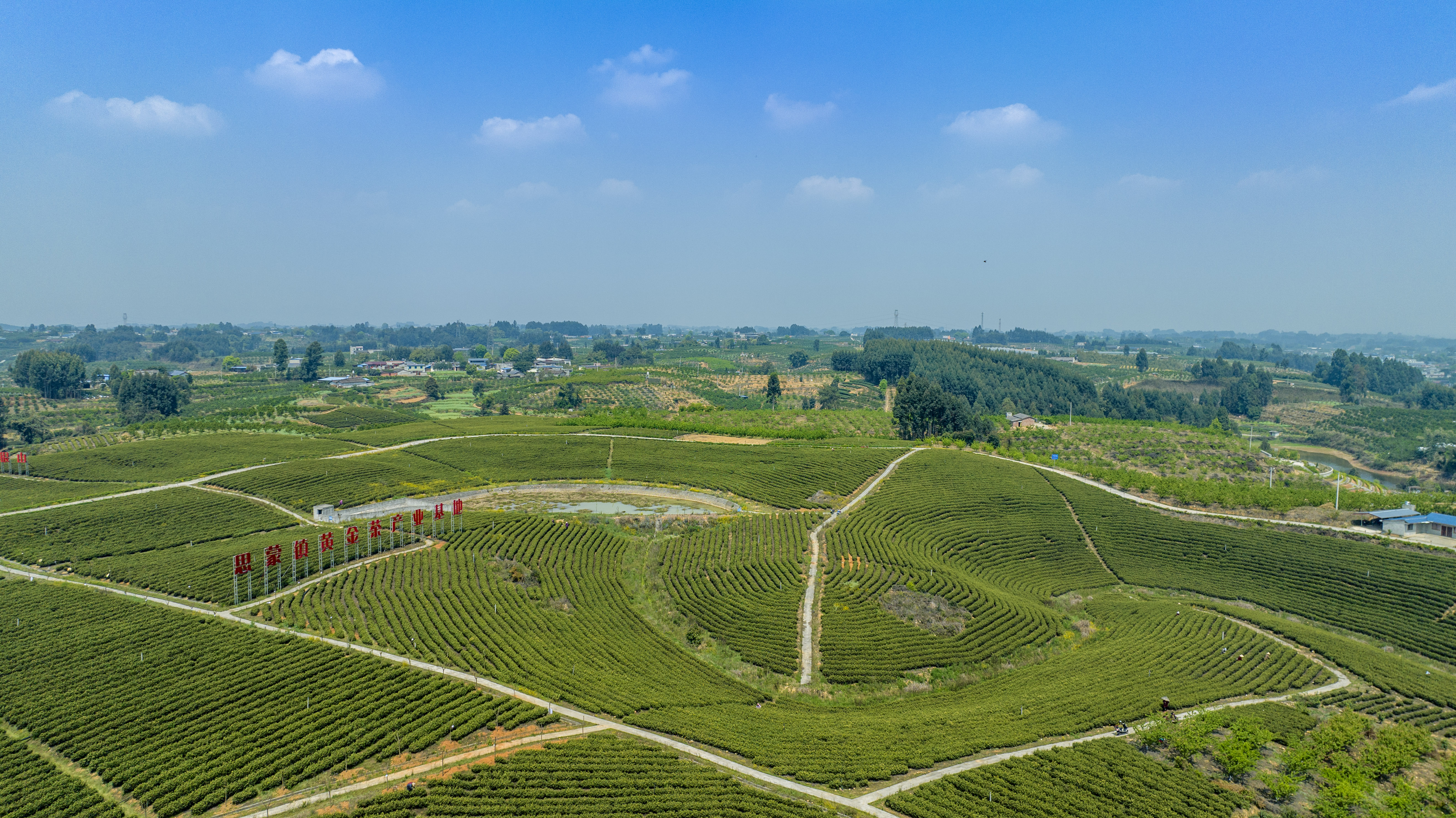 东坡区（思蒙镇）黄金茶现代农业园区。