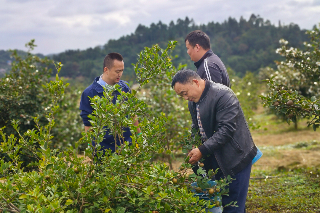 东岳镇天宫村组织考察学习油茶产业发展。
