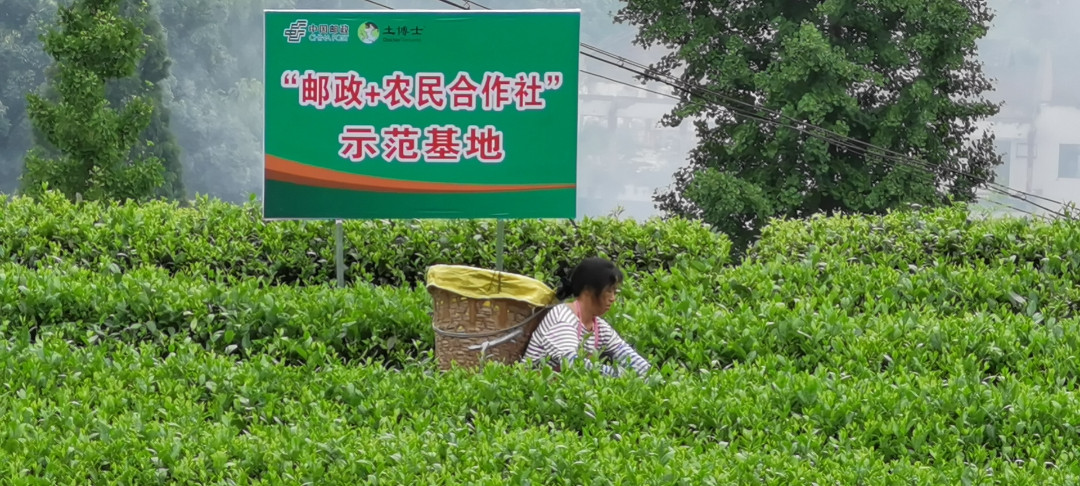  邮政分销的“土博士”复合肥示范基地。
