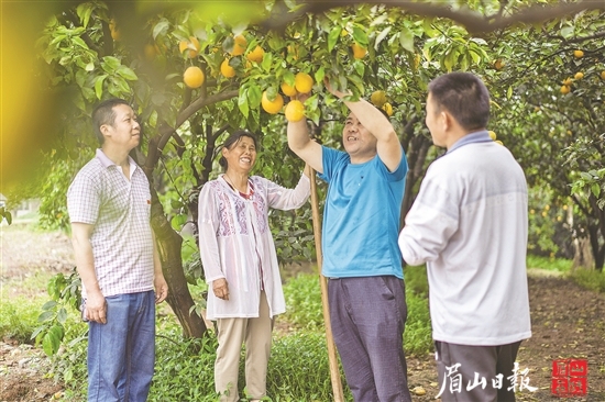 党员果农和当地种植户一起探讨柑橘种植技术。