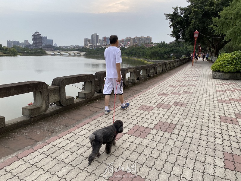 城区湖滨路，市民主动为爱狗佩戴狗绳。.jpg