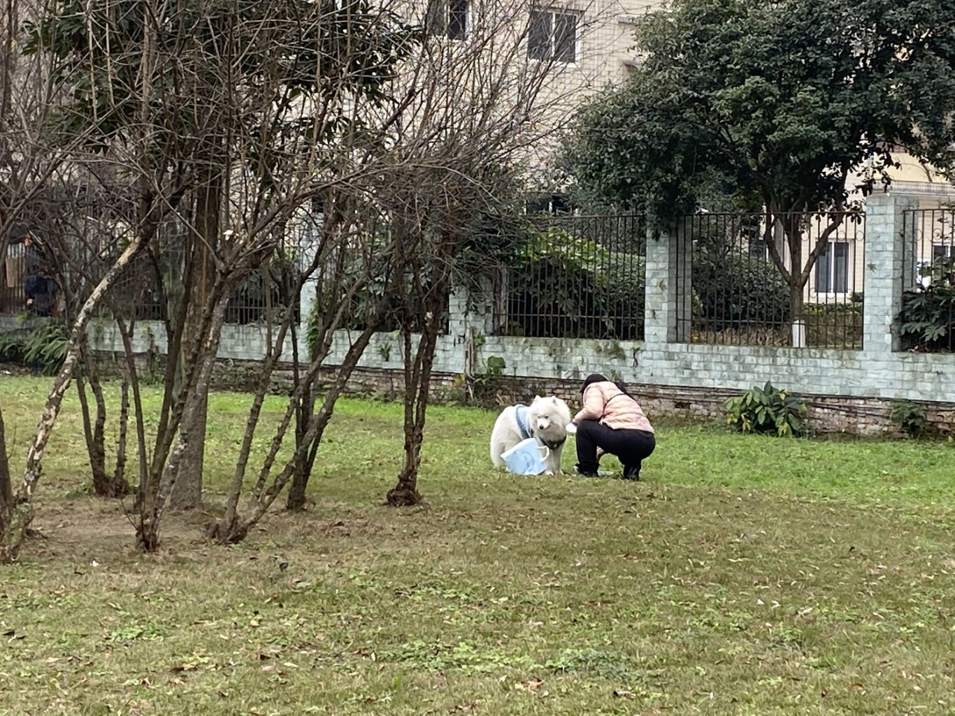 市民遛狗不牵狗绳。.jpg