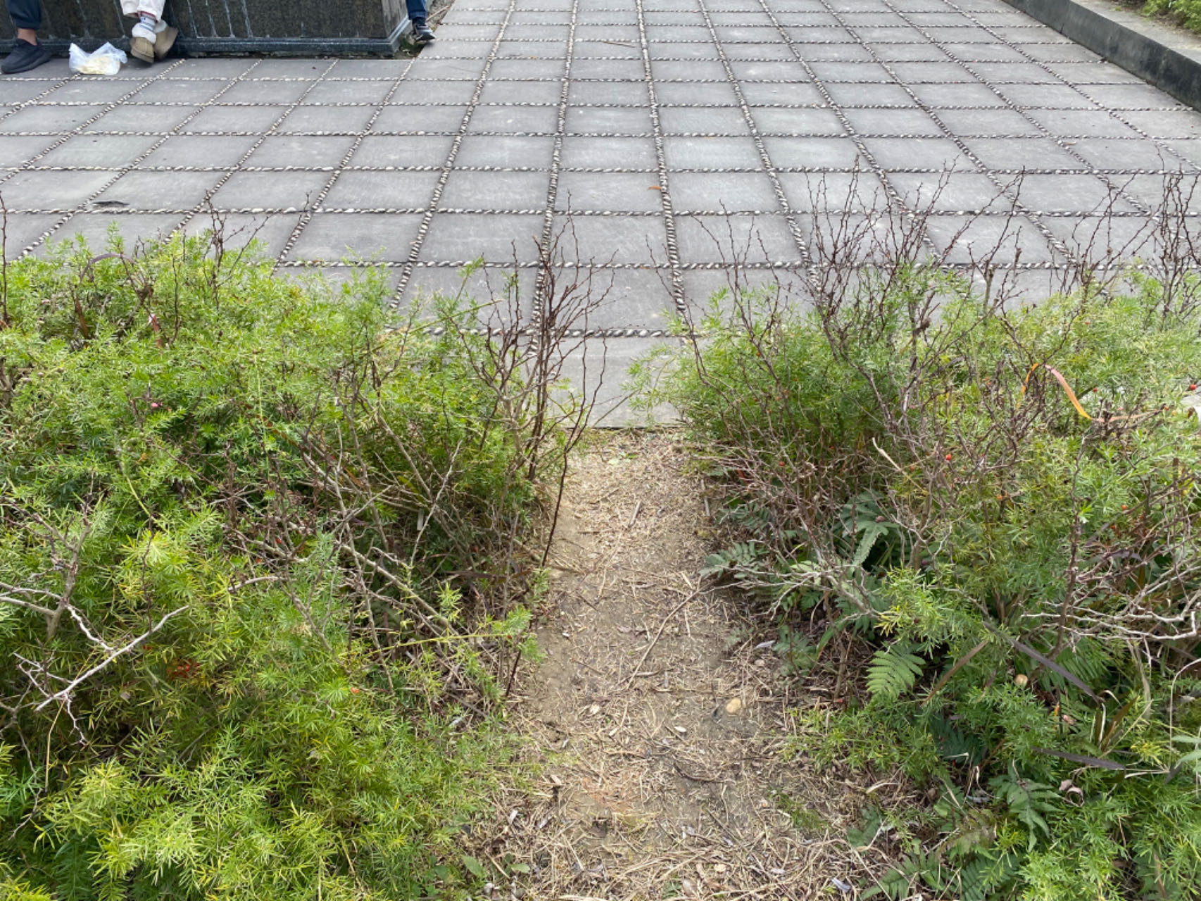 绿化带被踩出了一条路