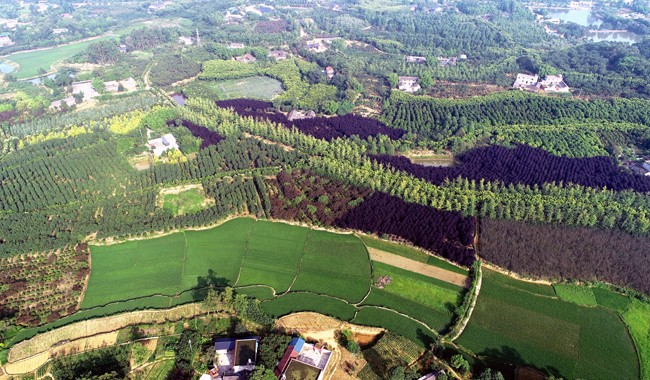 仁寿：经济林产业 助推绿色发展
