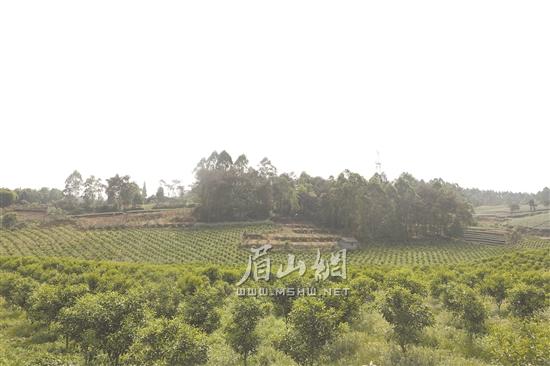 成片规模的柑桔。.jpg