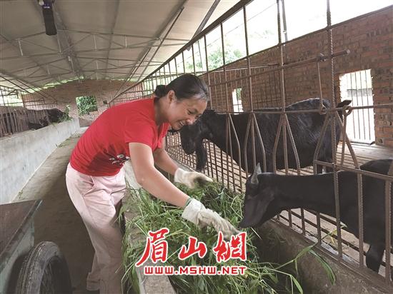 李雪梅正喂羊。.jpg