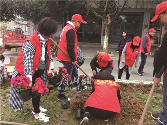志愿者正在种植杜鹃花。.jpg