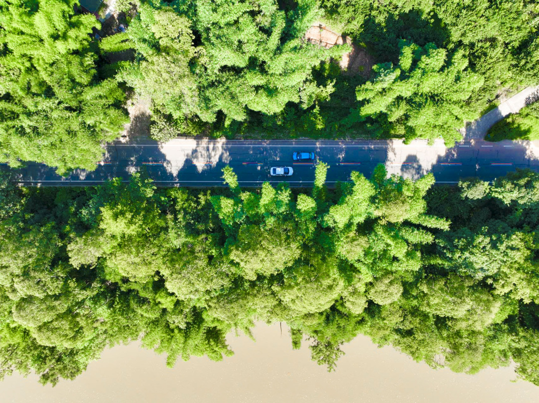竹林夹道青关路.jpg