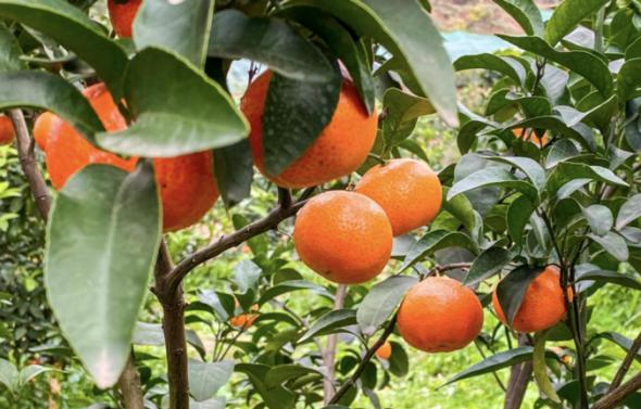 新安村道路旁待丰收的柑橘。.jpg