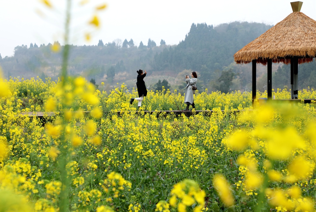 青岗乡盘龙村油菜花开，游客来。 (1).jpg