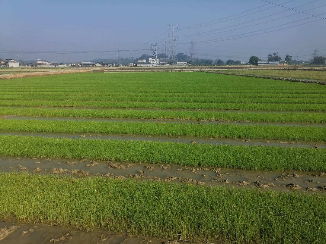 最早播种的水稻已经揭开育秧棚。.jpg