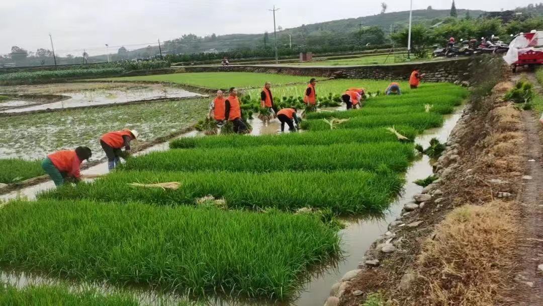 志愿者参与助农活动，分享劳动喜悦。.jpg