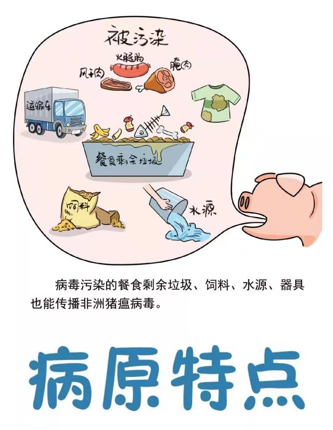 猪与猪传播的主要方式是什么