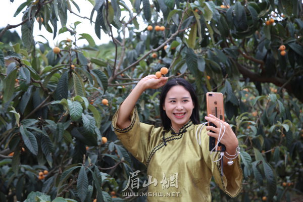 枇杷熟了，直播带货。