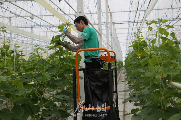 （西南）智慧农业园大棚内植保作业。