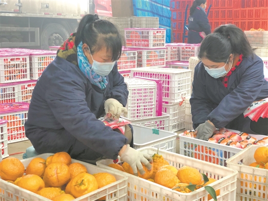 村民将柑橘打包、装箱。.jpg