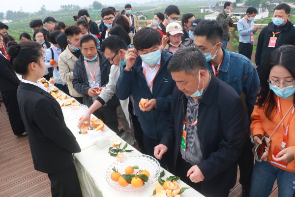 嘉宾品尝眉山春橘。