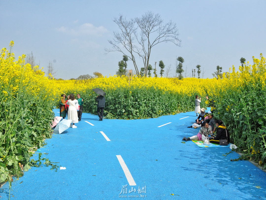 彭山区为提高土地利用率、增加粮食产量，将该区半年内征而未建的土地用于种植水稻、玉米、大豆。.jpg
