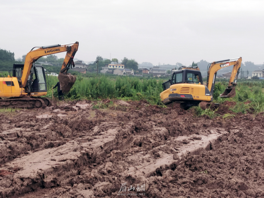 丹棱县，移栽果树，腾出1200亩稻田。.jpg