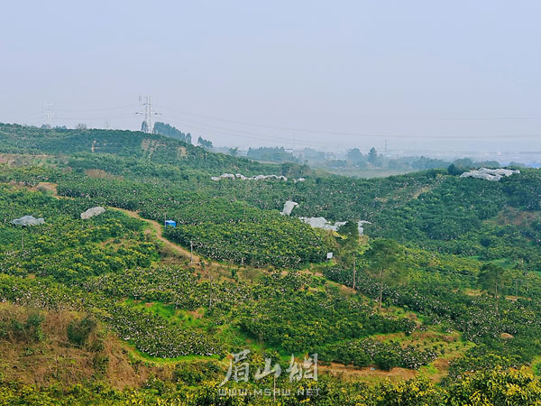 狮子村柑橘产业兴旺。.jpg