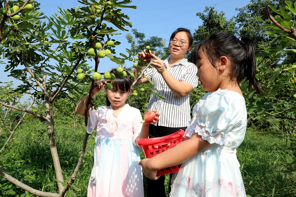 市民正在采摘无花果。.jpg