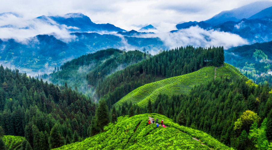 洪雅县瓦屋山镇复兴村茶山。张锐红 摄
